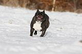 BOULEDOGUE FRANCAIS 940